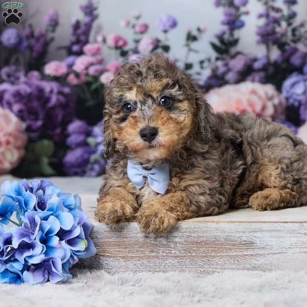 Rusty, Miniature Poodle Puppy